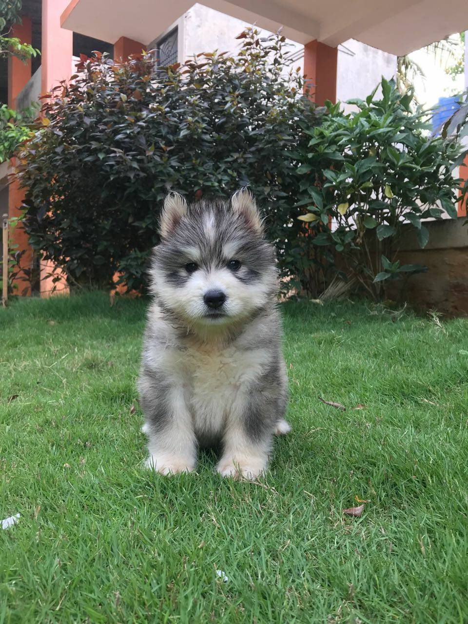 Thumbnail:  Siberian Husky Heavy Coat . Blue Eyes