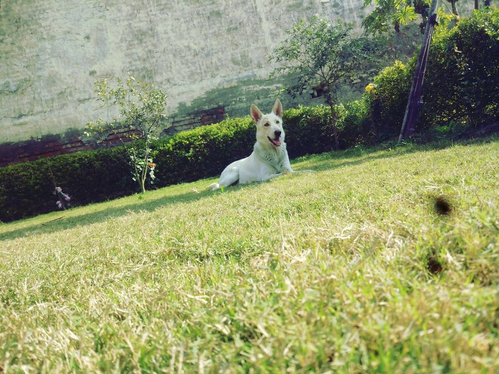 Thumbnail: GSD White Single Coat