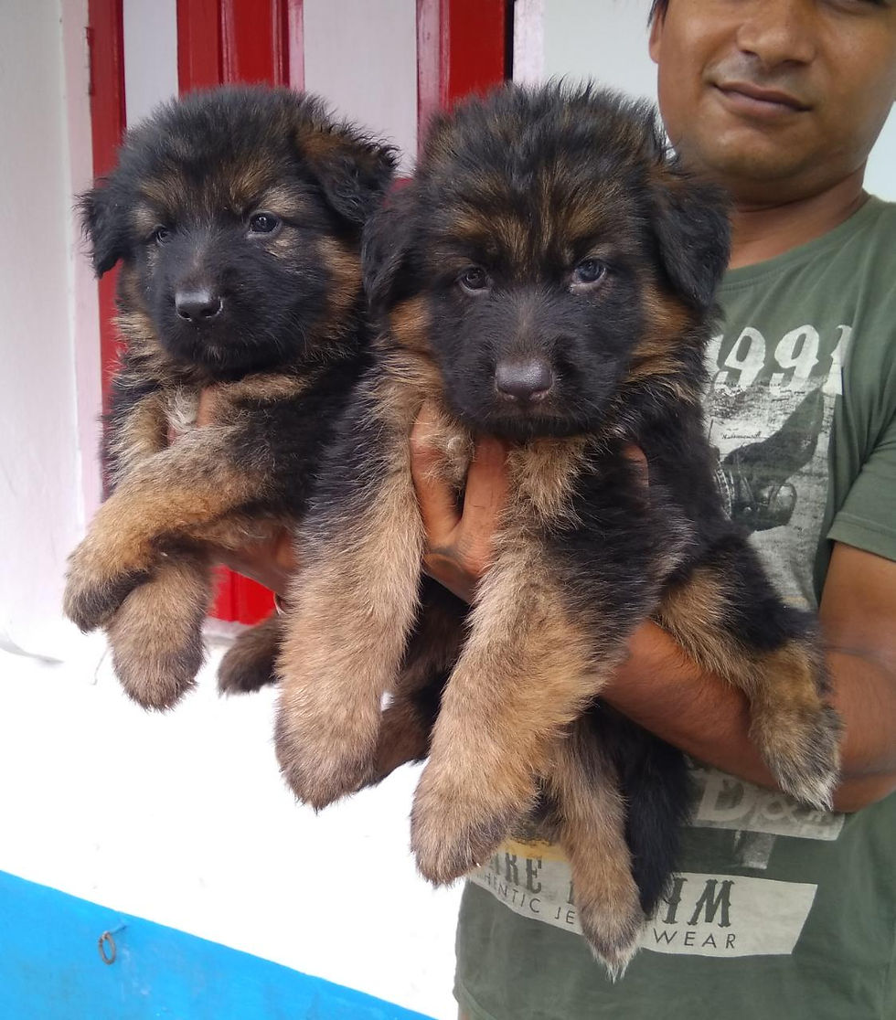 Thumbnail: Double Coat German Shepherd