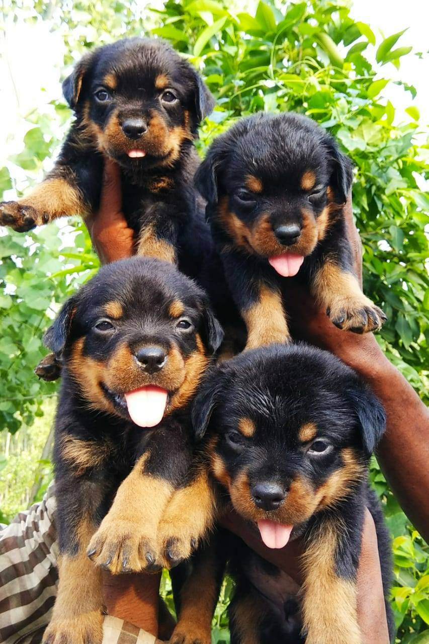 Thumbnail: Rotweillers