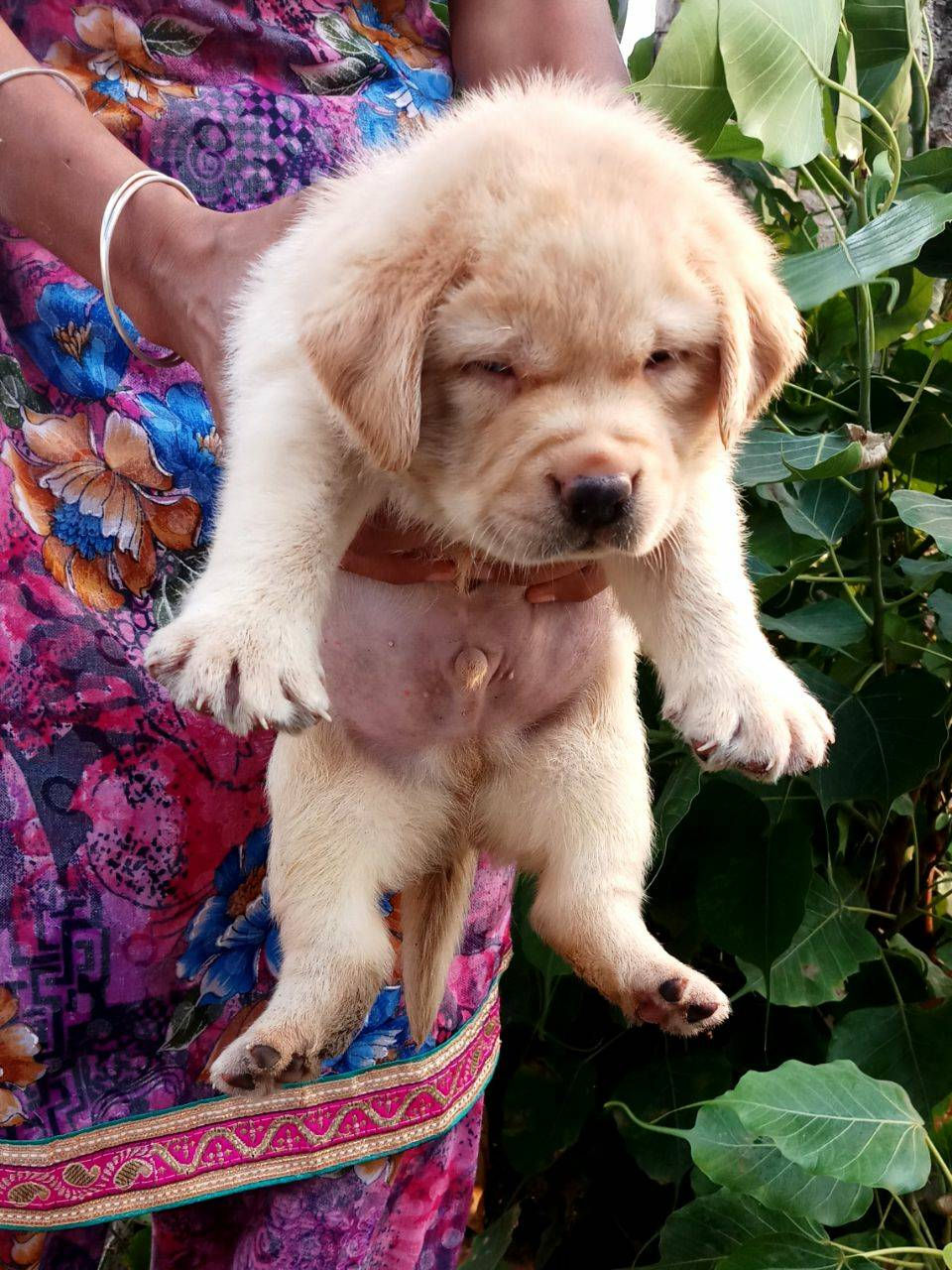 Thumbnail: Labrador Fawn Heavy Quality 
