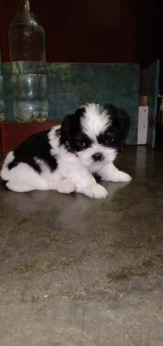 Thumbnail: Shih Tzu