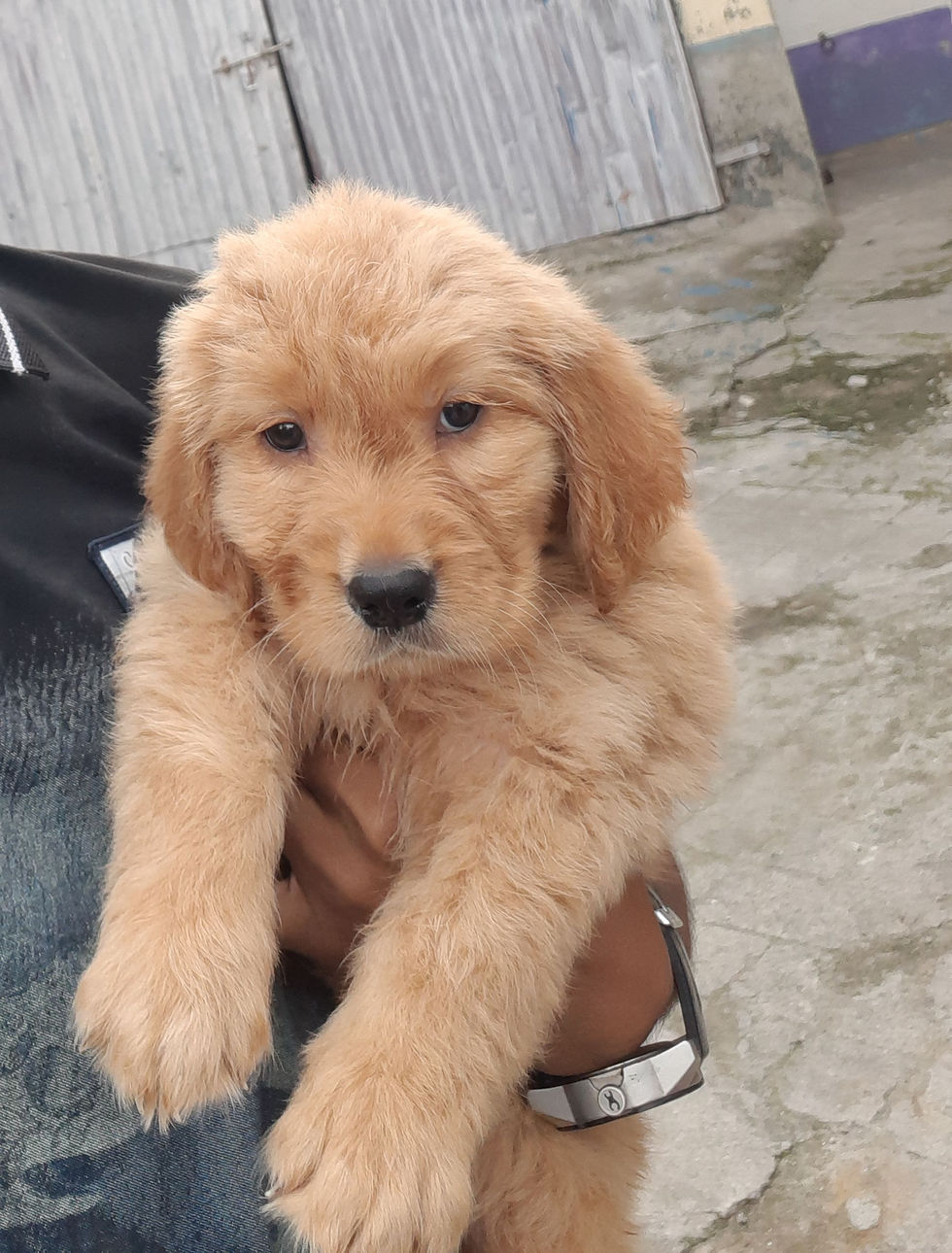 Thumbnail: Golden retriever