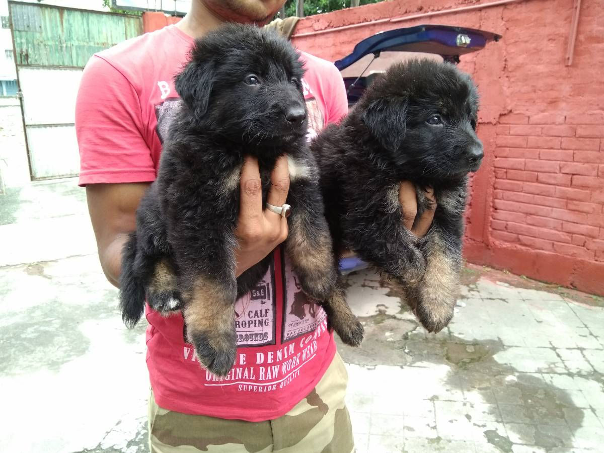 GSD: Heavy Double Coats
