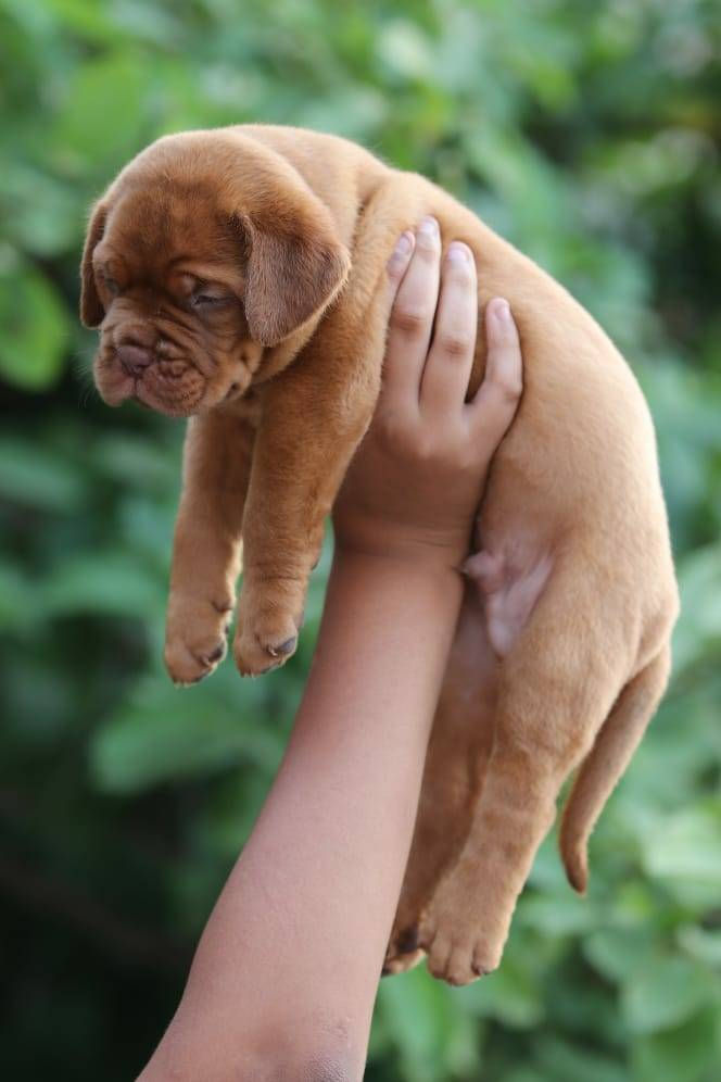 Thumbnail: French Mastiff: Heavy