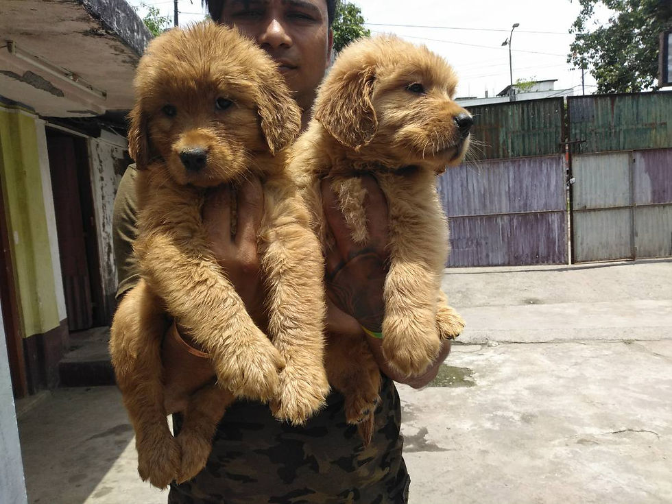 Thumbnail: Golden retriever