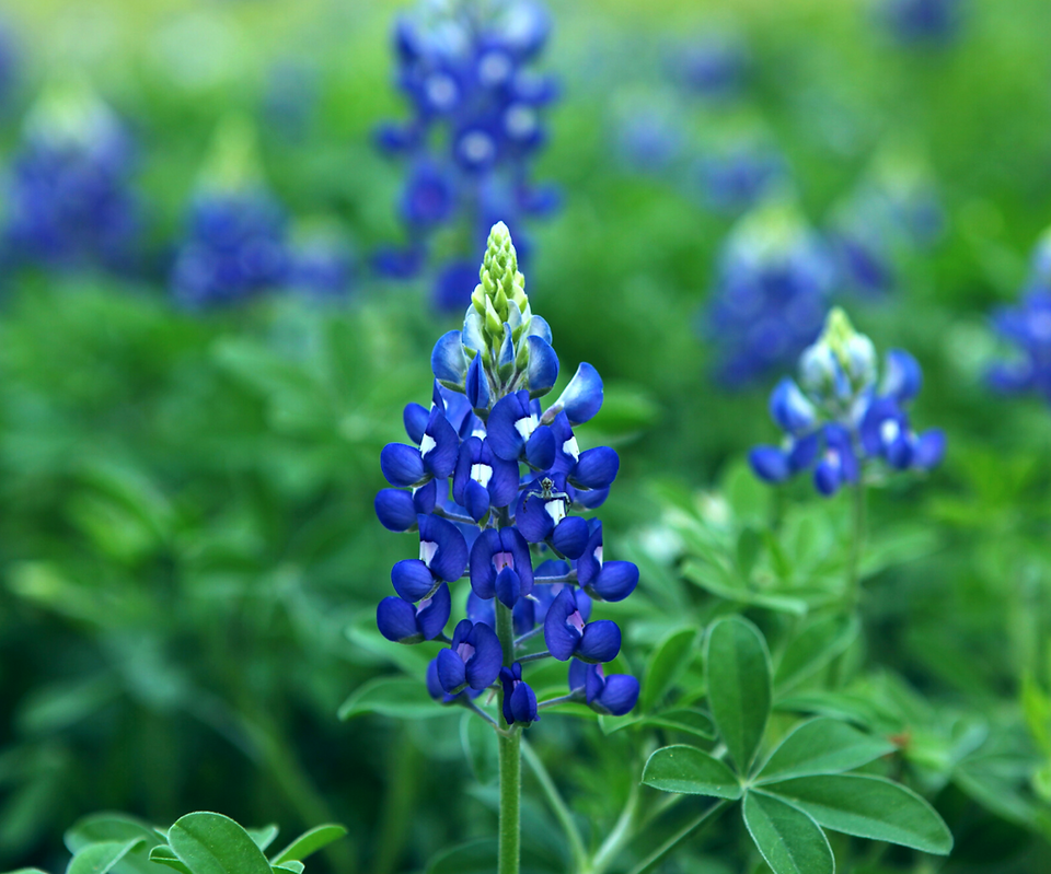 Closeup of Bluebonnet
