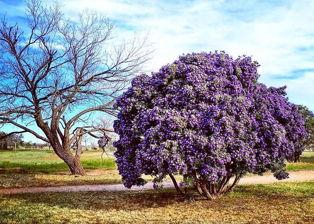 Texas Mountain Laurel Tree