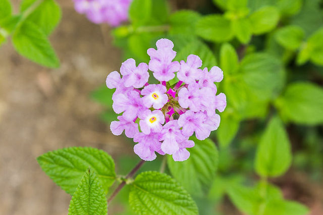 Closeup of Purple Lantana Flower