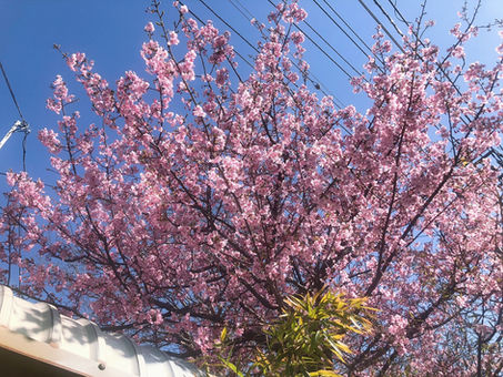 もう桜が🌸