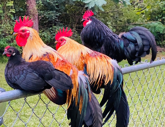 Chickens On A Fence Absolutely Amyable