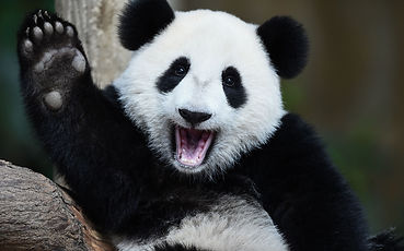 Panda.jpg