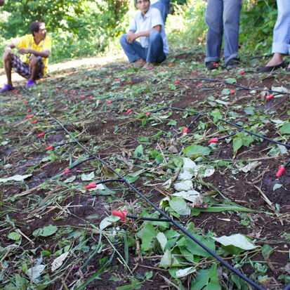 Taking Root in Central America