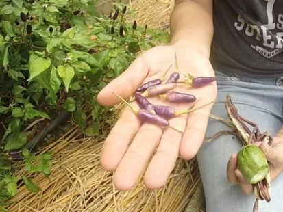 Seeds that feed us: A visit to the ECHO Asia Seed Bank