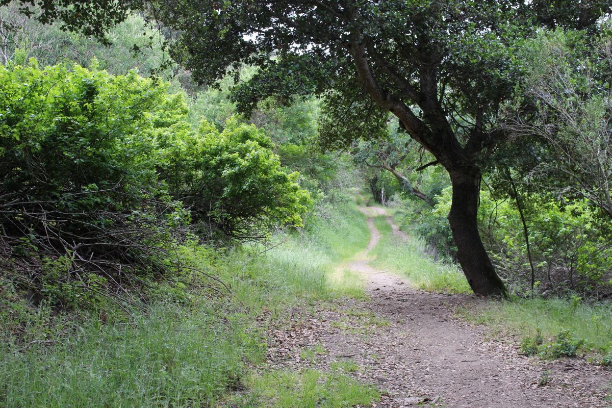 woodlandtrail_NylandRanchKBrownedit_0.webp