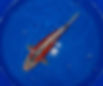 Shusui. HQ.jpg