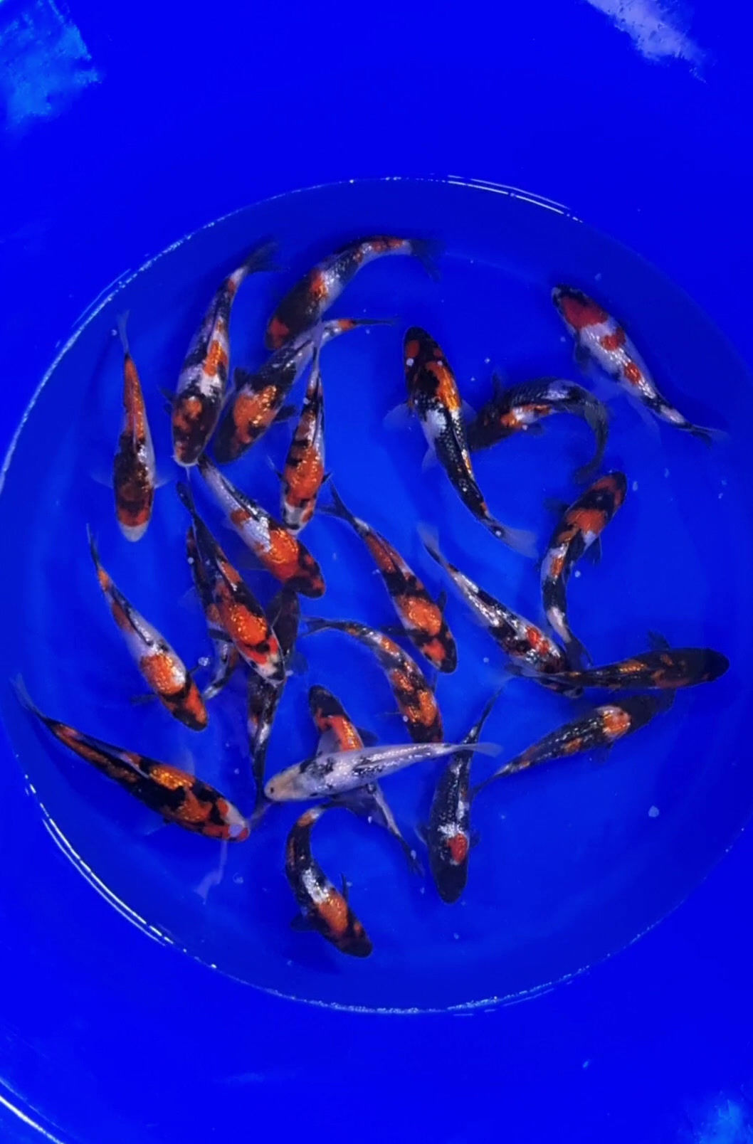 Shinoda - Ginrin Showa - Box 1