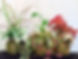 kokedama créé lors d'une animation nature