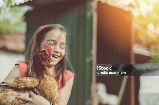 girl chicken.jpeg