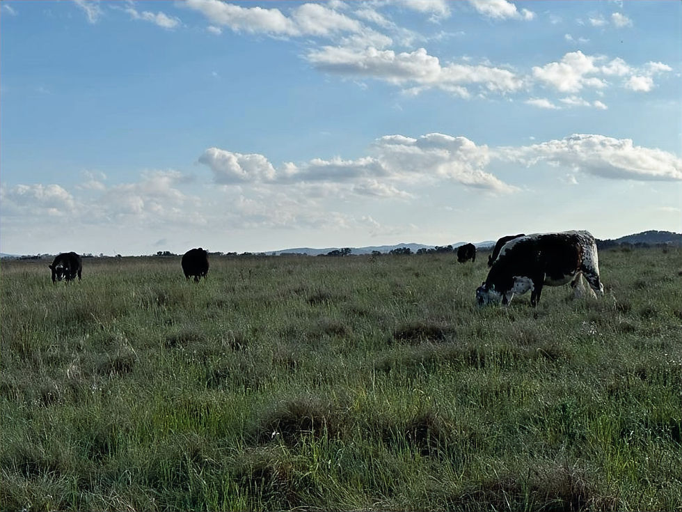 Grazing cattle_edited.jpg