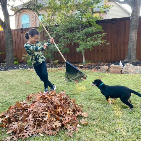 Tips and Tools  Setting Behavioral Goals for both the Humans and the Animals in Your Home.