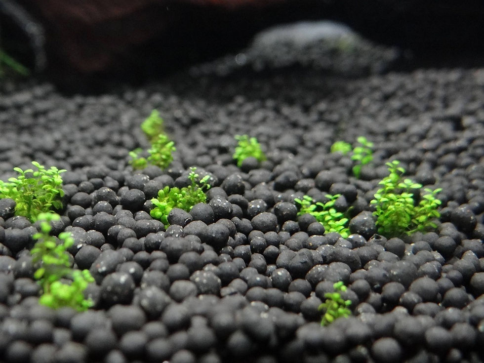 Miniatura: UP AQUA, SUSTRATO IMPORTADO, PLANTAS Y GAMBAS, 2KG