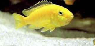 PEZ CICLIDO AFRICANO AMARILLO, TALLA S
