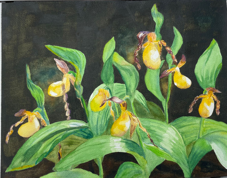 Lady Slippers 1.jpeg
