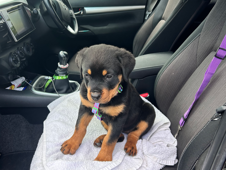 Pebbles – Week 2 Puppy Training & Socialisation Diary