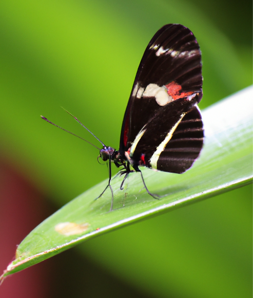 pretty butterfly.png