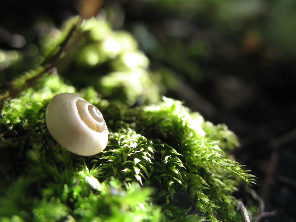 Life between Light and Shadow