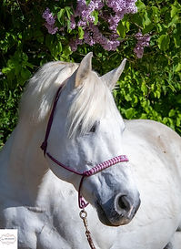 Kaltblut mit Knotenhalfter