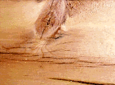 1.GIF