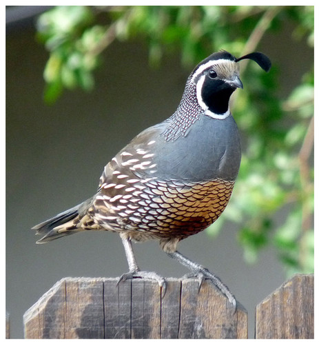 California Valley Quail hatching eggs - 5 pack | My Vxw Site M61n2g 1