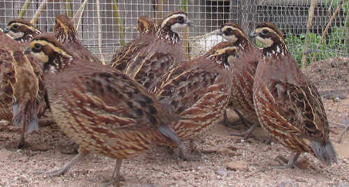 Butler's Bobwhite Hatching Eggs | My Vxw Site M61n2g 1