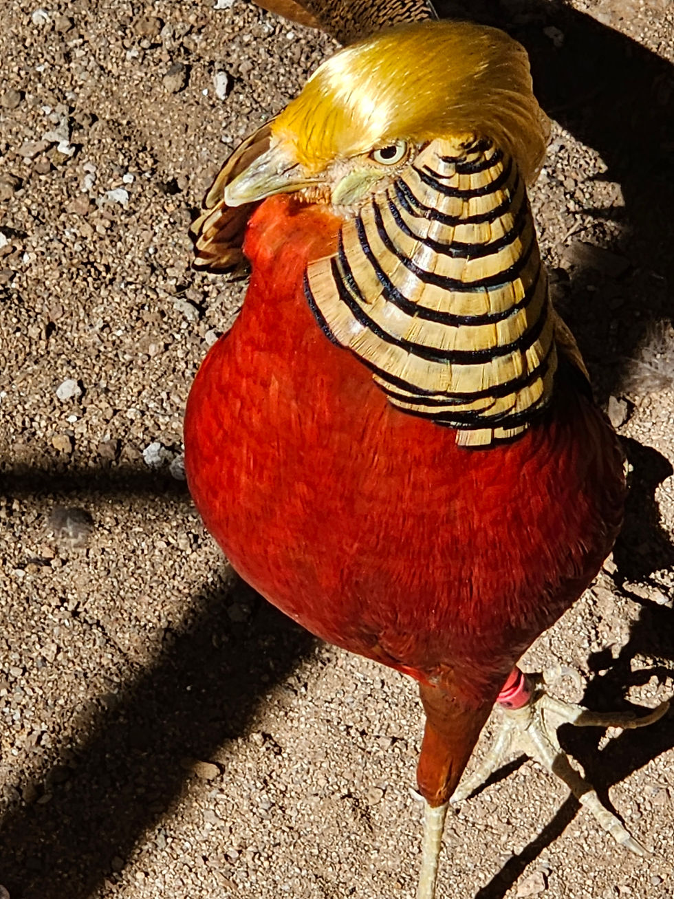 Assorted golden pheasant hatching eggs 5 pack 1 free my vxw site