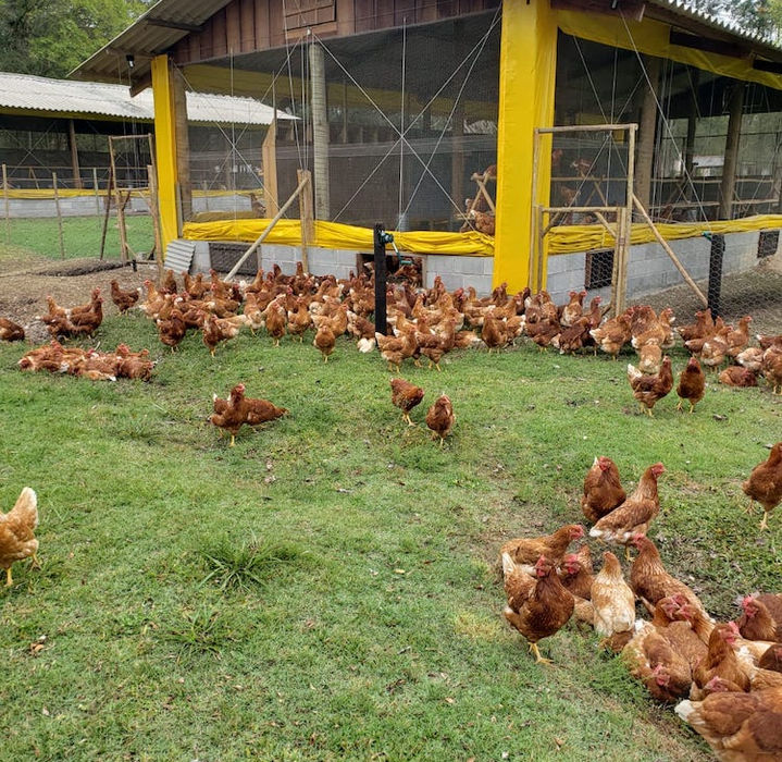 Chickens in an open space a visit carried out by Hotel Fazenda Morros Verdes Ecolodge in Ibiúna SP
