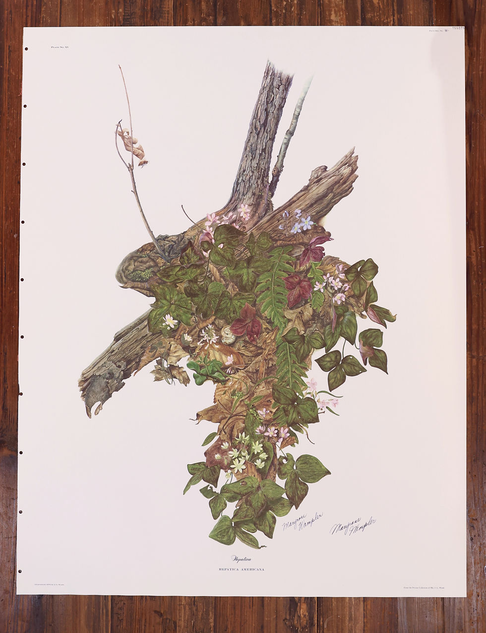 Thumbnail: Gold bamboo framed botanical print