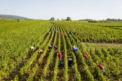 photographe-drone-chartres-vignes