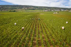 video-drone-chartres-vigne