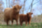 Highland cow and calf standing on grassy pasture — Asheville Bed and Breakfast Association, Ashevill
