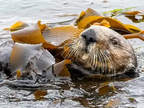The Secret Life of Seaweed