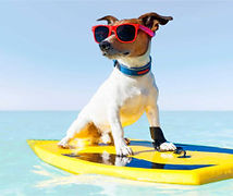 jack russel wearing dark glasses on a surf board on water