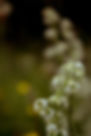 _MG_7287.JPG