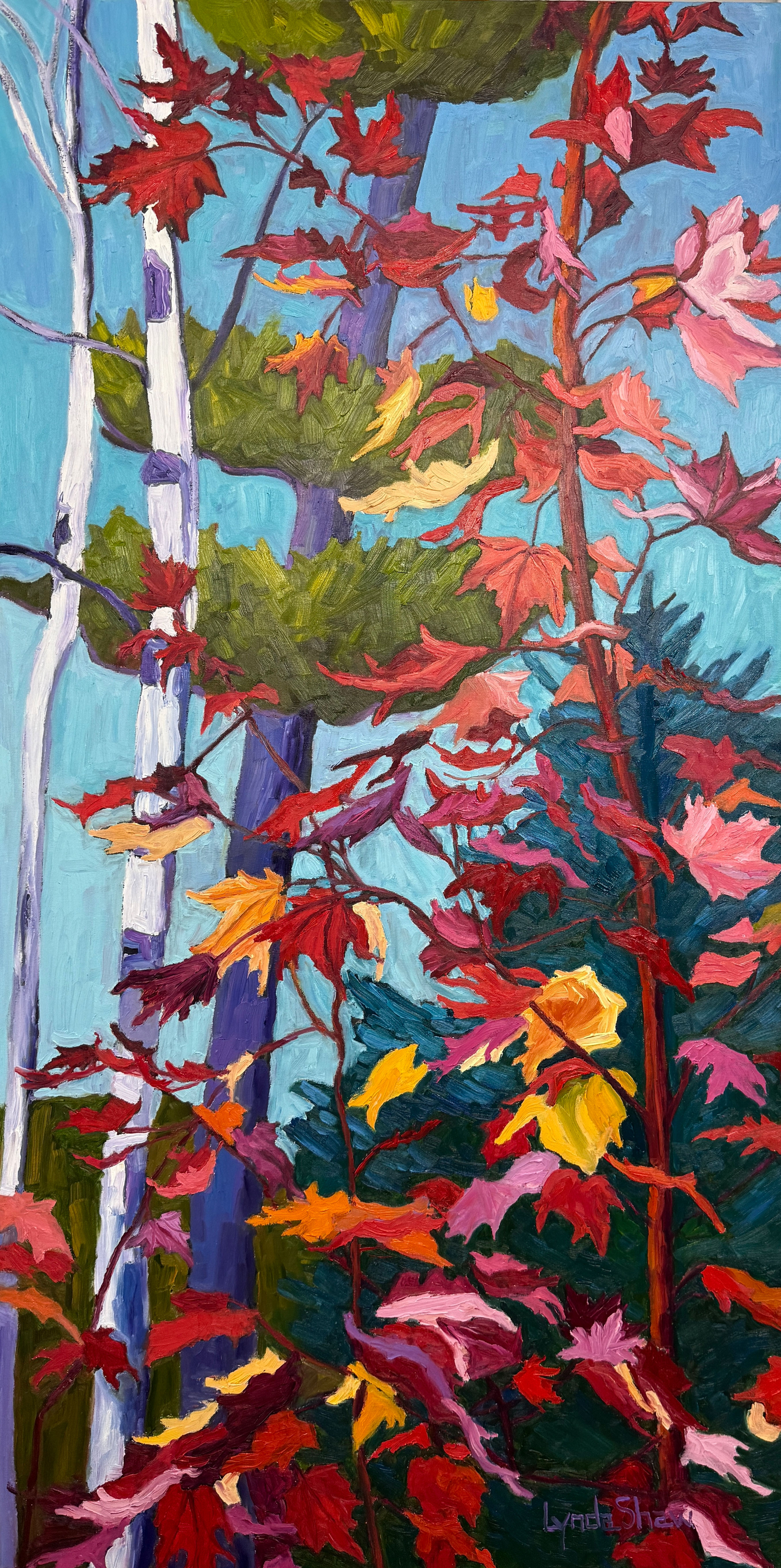 Birch Trees and Fall Leaves Collection 12 48x24