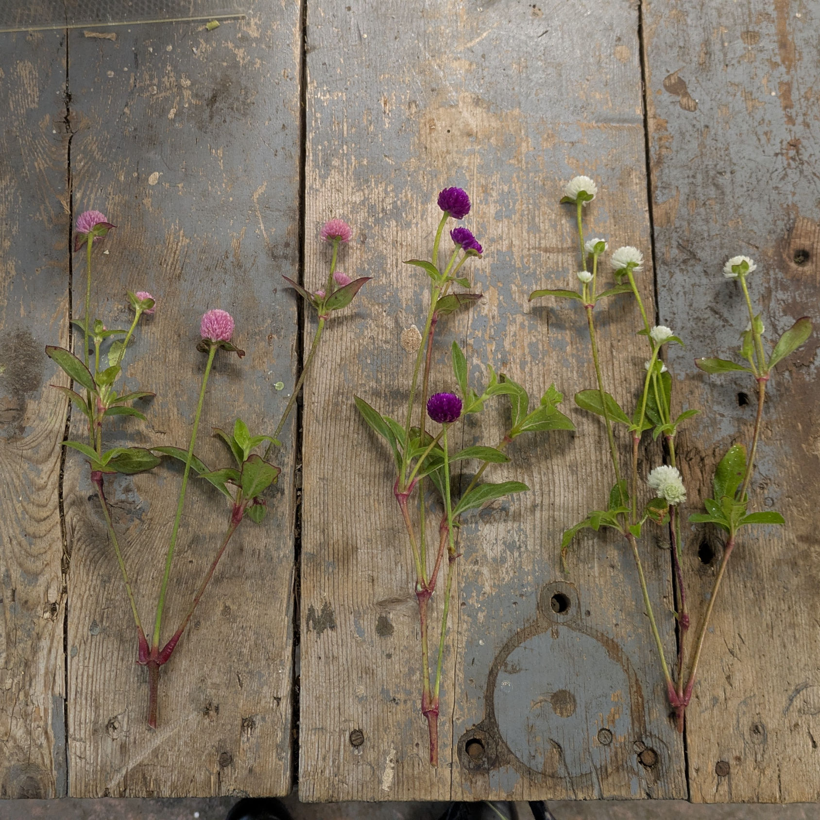 Gomphrena (Short)