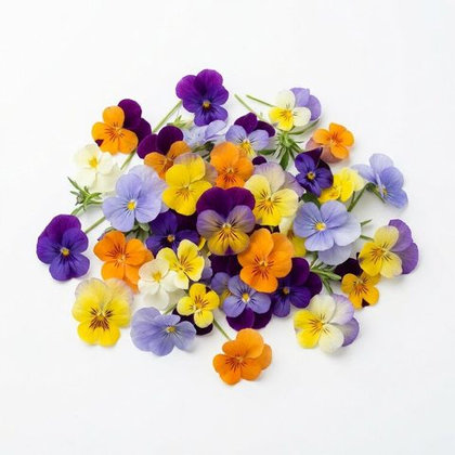 Violas