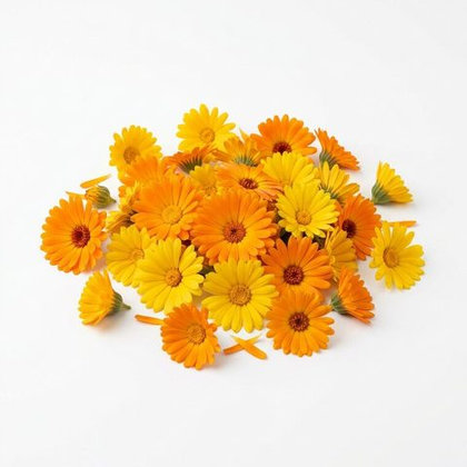 Calendula