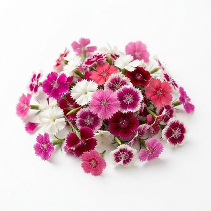 Dianthus