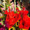 Thumbnail: Full Season CSA